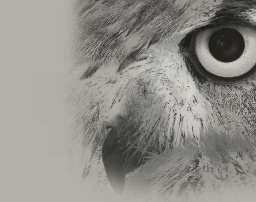 signnovation signnovation